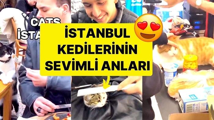 İstanbul Kedilerinin Rahat Tavırları Kamerada: İzlerken Gözlerinizden Kalpler Çıkacak